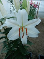 [4312 Nobel GA No302.JPG]